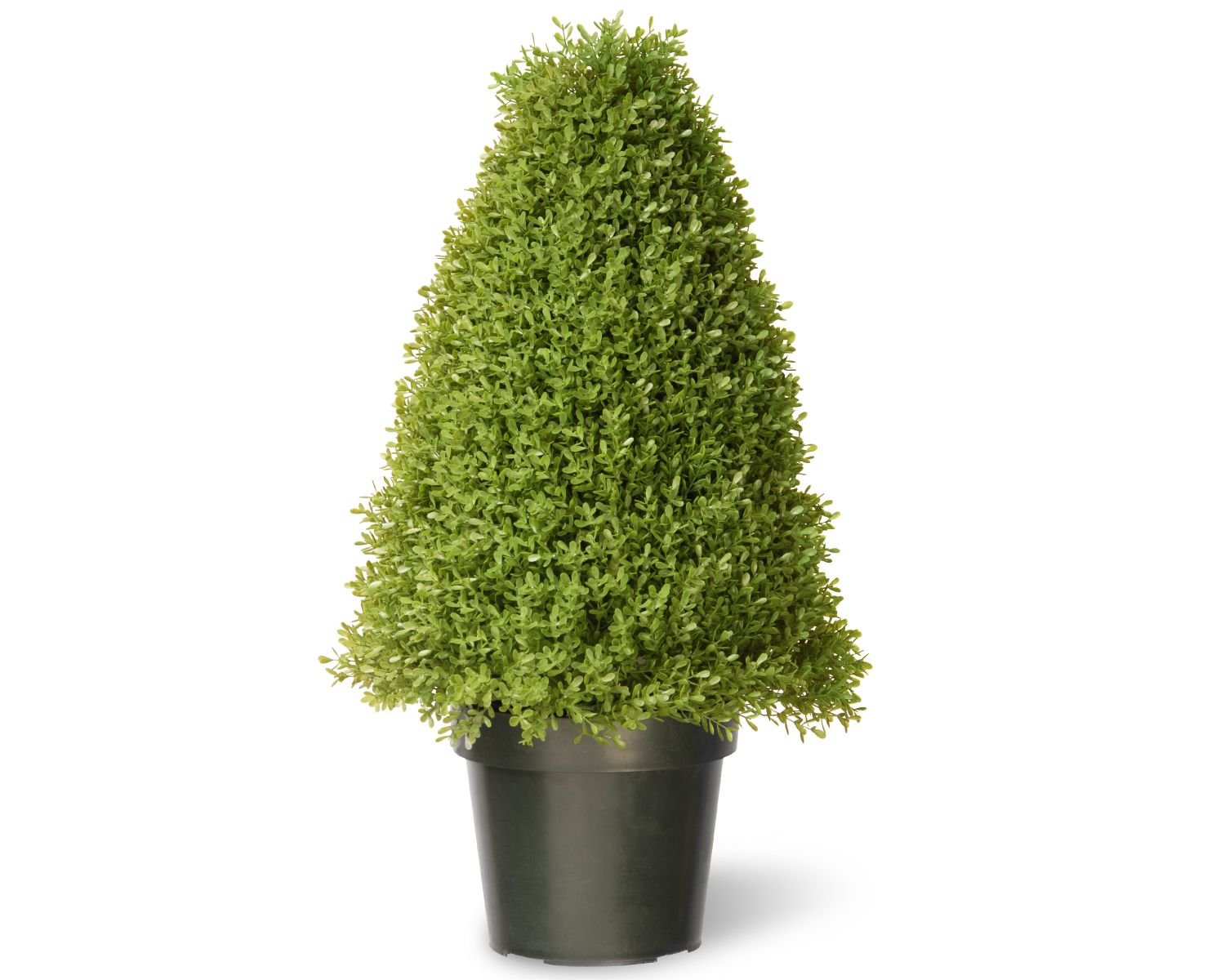 30" Boxwood Tree w/ Green Pot